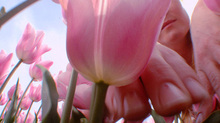 Tulips_4